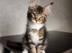 Norman - Maine Coon Cat For Sale - Brooklyn, NY, US