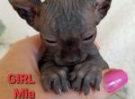 Black Girl Mia - Sphynx Cat For Sale - Lockport, IL, US