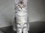 Madeleine - Maine Coon Cat For Sale - Brooklyn, NY, US