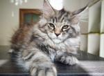 Jessie - Maine Coon Cat For Sale - Brooklyn, NY, US