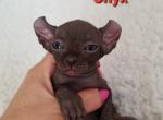 Elf Black Boy Onyx - Sphynx Cat For Sale - Lockport, IL, US