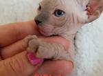 Girl Ava - Sphynx Cat For Sale - Lockport, IL, US