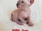 Girl Avaa - Sphynx Cat For Sale/Service - Lockport, IL, US