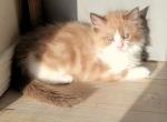 Hollywood Glam Litter - Ragamuffin Cat For Sale - Gilbert, AZ, US