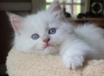 Fawn point - Ragdoll Cat For Sale - Farmville, VA, US