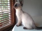 Seal Point Female Kitten - Siamese Cat For Sale - Dunn, NC, US