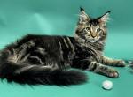 Jovi - Maine Coon Cat For Sale - New York, NY, US