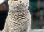 British Shorthair Lilac Female - British Shorthair Cat For Sale - 