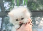 Darling Dollface Persian Kittens - Persian Cat For Sale - Seymour, CT, US