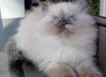 Beautiful Blue Dollface Persian kittens - Persian Cat For Sale - Seymour, CT, US