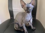 LOrange - Sphynx Cat For Sale - Canton, GA, US