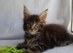 Xusha - Maine Coon Cat For Sale - Miami, FL, US