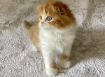 Cyrious Eros Enchanting - Scottish Fold Cat For Sale - Santa Cruz, CA, US