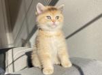 Pumpkin black golden British shorthair - British Shorthair Cat For Sale - Athens, GA, US