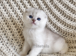 Scottish fold silver shaded female - Scottish Fold Cat For Sale - Thornton, CO, US