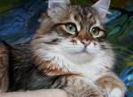 Businka - Siberian Cat For Sale/Retired Breeding - NY, US