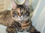 Genesis 1 and 2 - Maine Coon Cat For Adoption - Manchester, NH, US