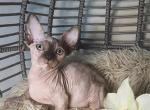 Bambino - Sphynx Cat For Sale - Mundelein, IL, US