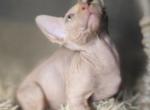 Osiris - Sphynx Cat For Sale - Mundelein, IL, US