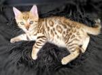 Ready NOW TICA reg Bengal girl - Bengal Cat For Sale - Daytona Beach, FL, US