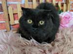 Nora - Munchkin Cat For Sale - Joplin, MO, US