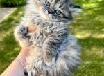 Reduced price Adorable Persian Female 1 - Persian Cat For Sale - Beach Park, IL, US