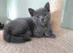 Misty and Jasper Litter - Russian Blue Cat For Sale - Hallsville, MO, US