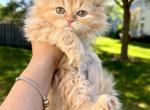 Reduced price Adorable Persian Female - Persian Cat For Sale - Beach Park, IL, US