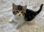 Cyrious Evie Enchanting - Scottish Straight Cat For Sale - Santa Cruz, CA, US