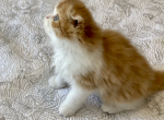 Cyrious Earnest Enchanting - Scottish Fold Cat For Sale - Santa Cruz, CA, US