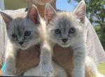 Two Lynx point Siamese males - Siamese Cat For Sale - Louisville, KY, US