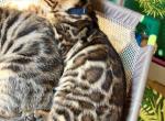 Bengal kitten with Amazing leopard markings - Bengal Cat For Sale - Beach Park, IL, US