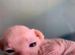 New litter of three beautiful babies - Sphynx Cat For Sale - Massapequa, NY, US