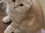 Scottishfold Orange boy - Scottish Fold Cat For Sale - Jobstown, NJ, US