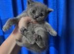 Classic blue girls - British Shorthair Cat For Sale - Fort Wayne, IN, US