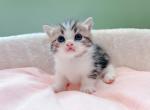 Bobi - Munchkin Cat For Sale - Staten Island, NY, US