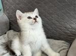 Oscar - Scottish Straight Cat For Sale - Renton, WA, US