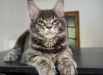 Gustav - Maine Coon Cat For Sale - Brooklyn, NY, US