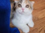 Poppy - Scottish Fold Cat For Sale - New York, NY, US