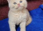 Blondie - British Shorthair Cat For Sale - New York, NY, US