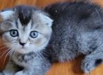 Anna - Scottish Fold Cat For Sale - New York, NY, US