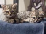 Scottish kittens are ready - Scottish Fold Cat For Sale - Huntington, NY, US