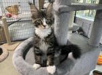 PRINCE - Maine Coon Cat For Sale - Boerne, TX, US