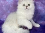 Cinderella - Scottish Straight Cat For Sale - MD, US