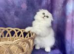 Sleepy Beauty - Scottish Fold Cat For Sale - MD, US