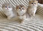 British long haired and short haired kittens - British Shorthair Cat For Sale - Thornton, CO, US