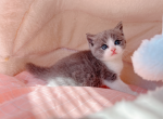 Cube - Munchkin Cat For Sale - Staten Island, NY, US