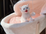 ian - Munchkin Cat For Sale - Staten Island, NY, US