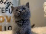 Isabel - British Shorthair Cat For Sale - Huntington, NY, US