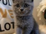 Kevin - British Shorthair Cat For Sale - Huntington, NY, US